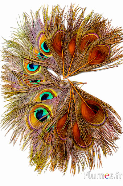 Pauw blauw - 13-18 cm - oranje